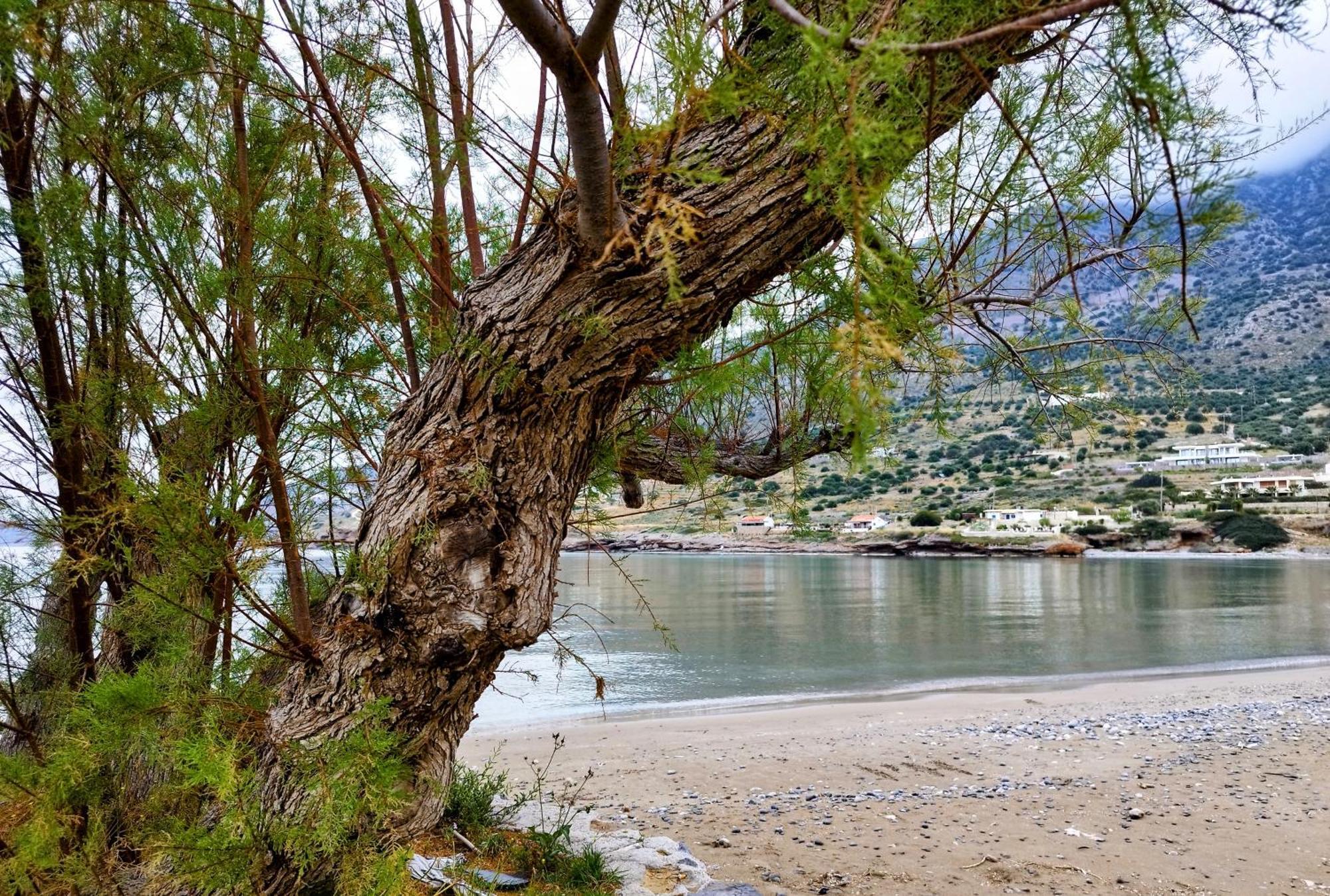 Tholos Alexandra'S Beachfront House Kavousi  Екстер'єр фото